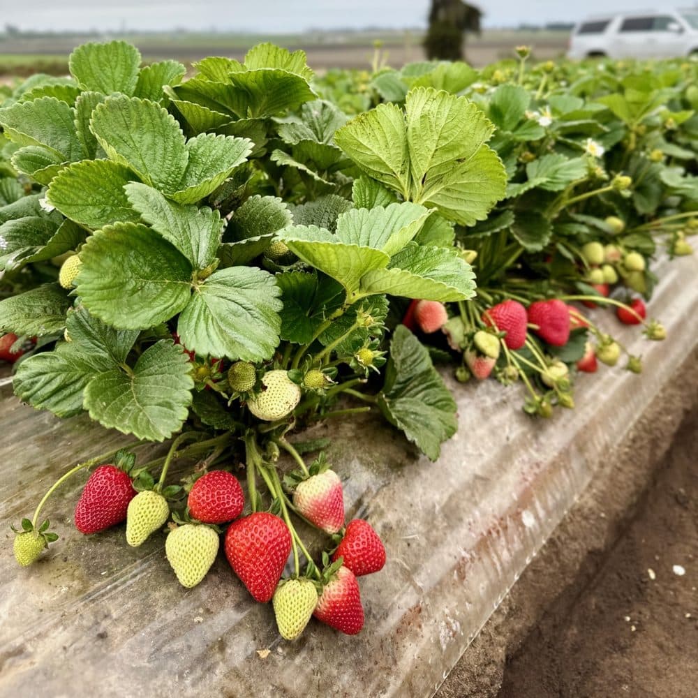 Alturas in the field