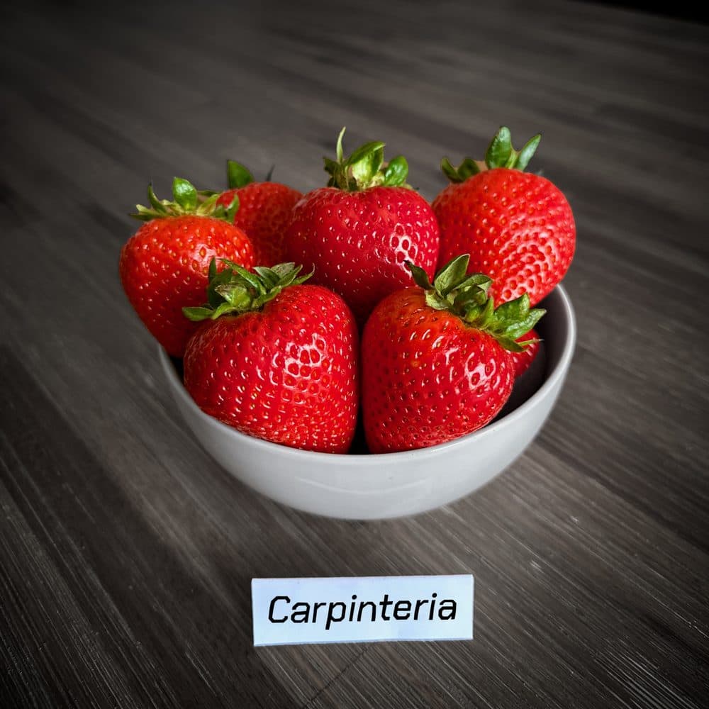 Carpinteria fruit