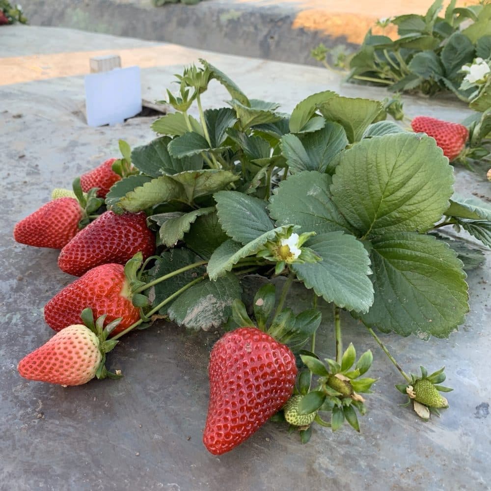 Adelanto fruit