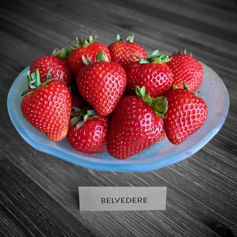 Belvedere fruit
